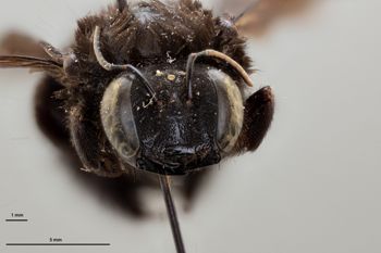 Media type: image;   Entomology 810626 Aspect: head frontal view